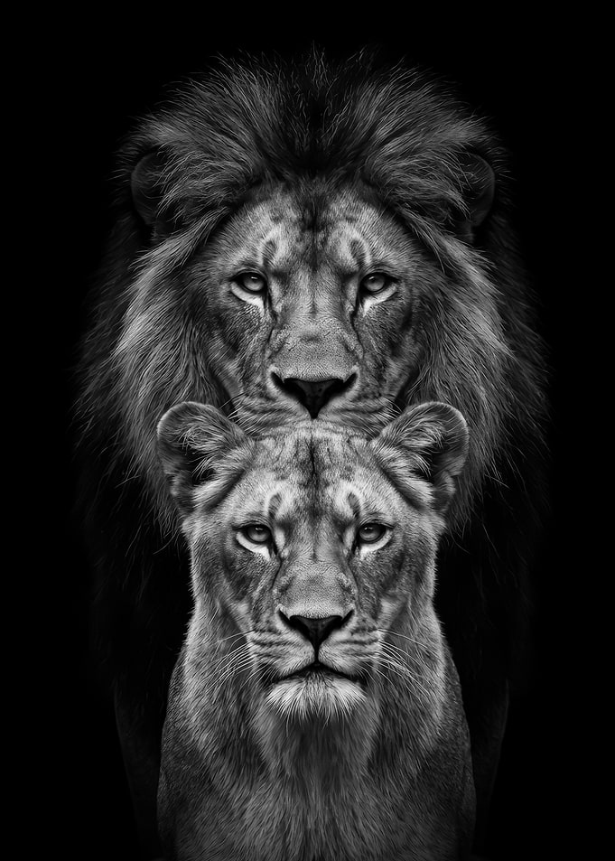 Majestic Lion and Lioness Portrait poster