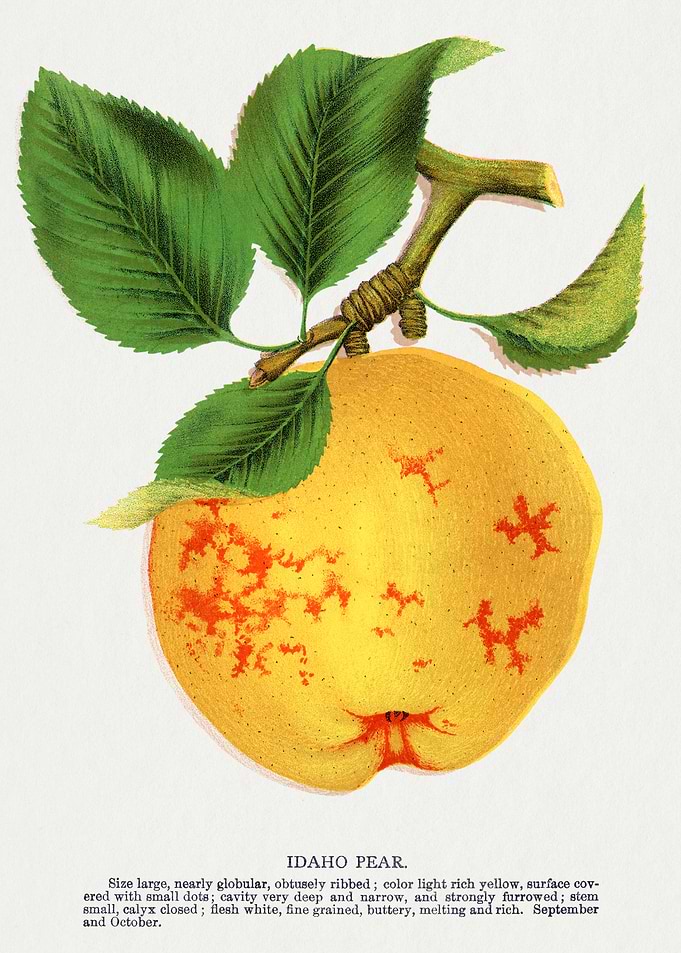 Idaho Pear Illustration