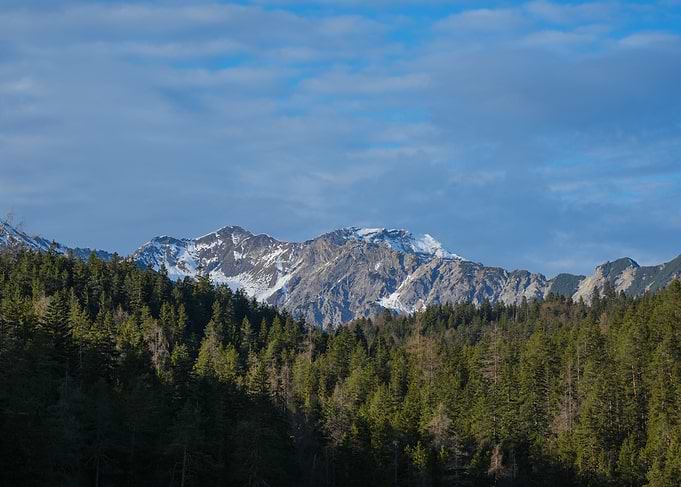 Snow-capped mountains behind a pine forest