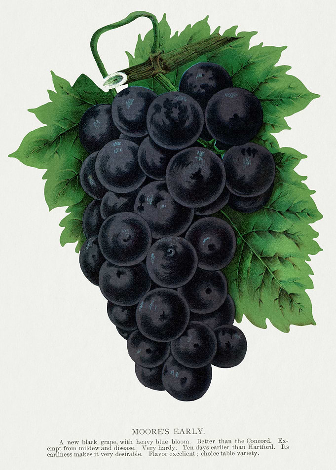 Moore's Early Black Grapes