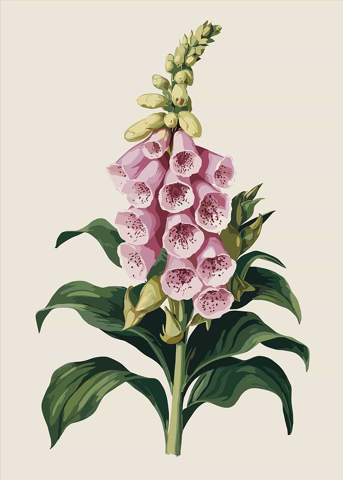 Pink Foxglove Flower Illustration