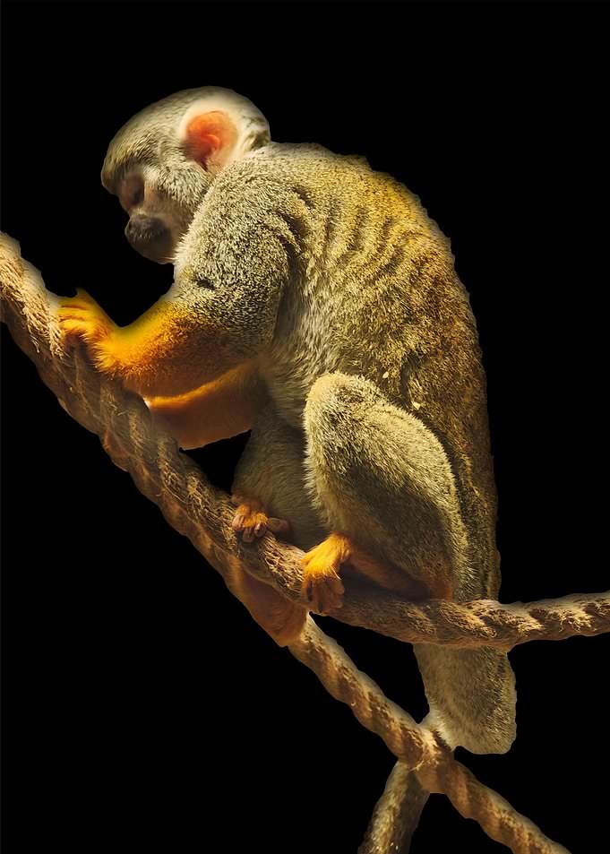 Squirrel Monkey on a Rope