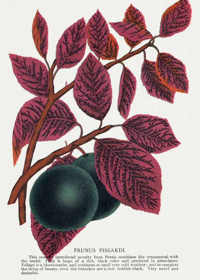 Prunus Pissardi Branch with Fruit