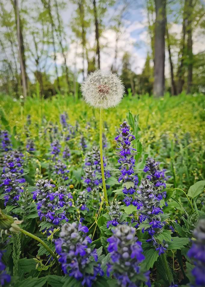 Dandelion in a Field of Purple Flowers