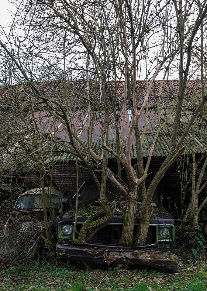 Overgrown abandoned cars in front of barn