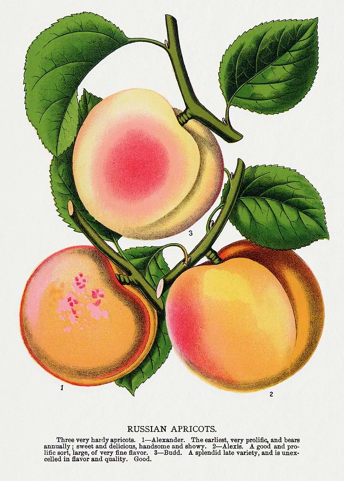Vintage Illustration of Russian Apricots