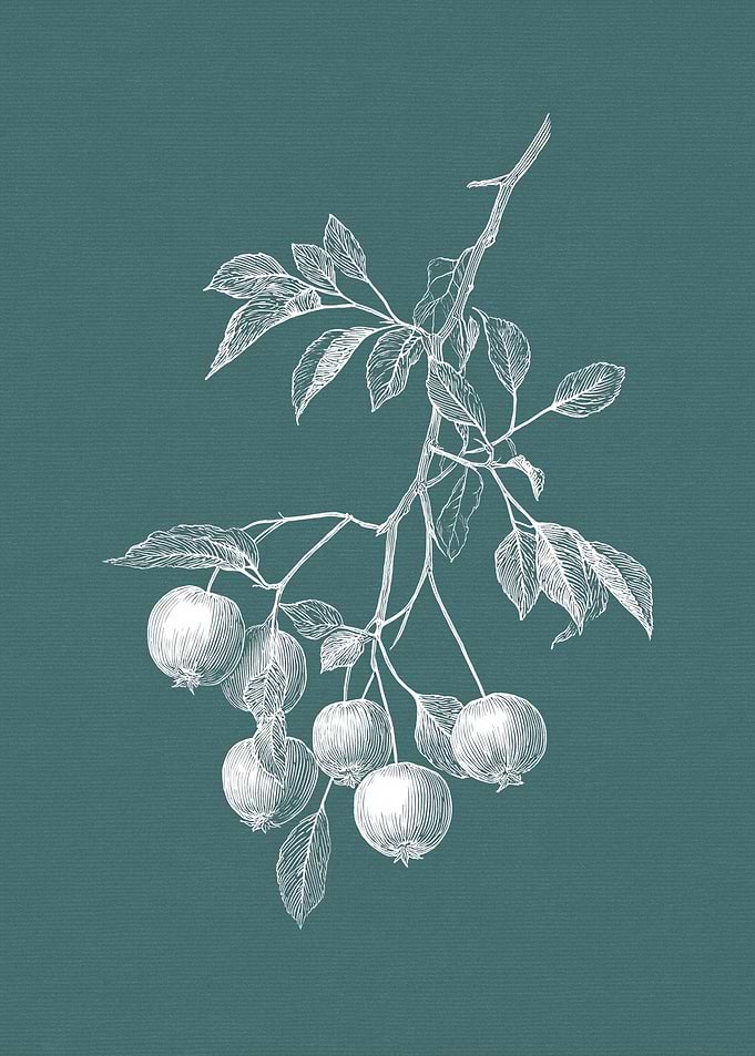 White Apple Branch Illustration on Teal Background