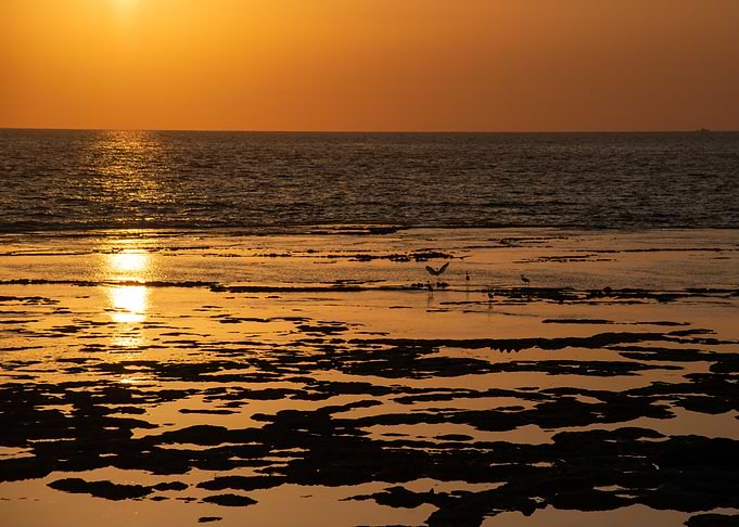 Sunset over the ocean with birds