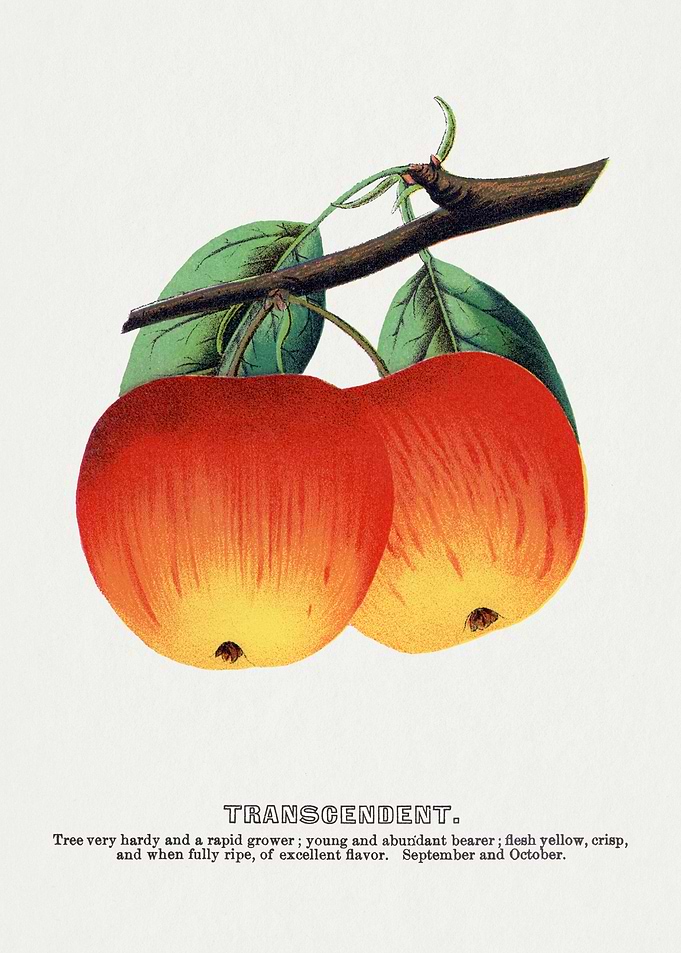Vintage Apple Illustration