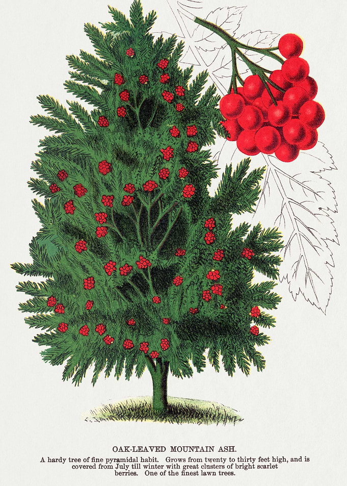 Oak-Leaved Mountain Ash Tree with Berries