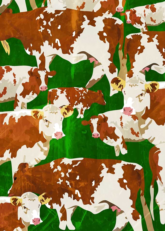 Grunge Brown and White Cows in Green Field
