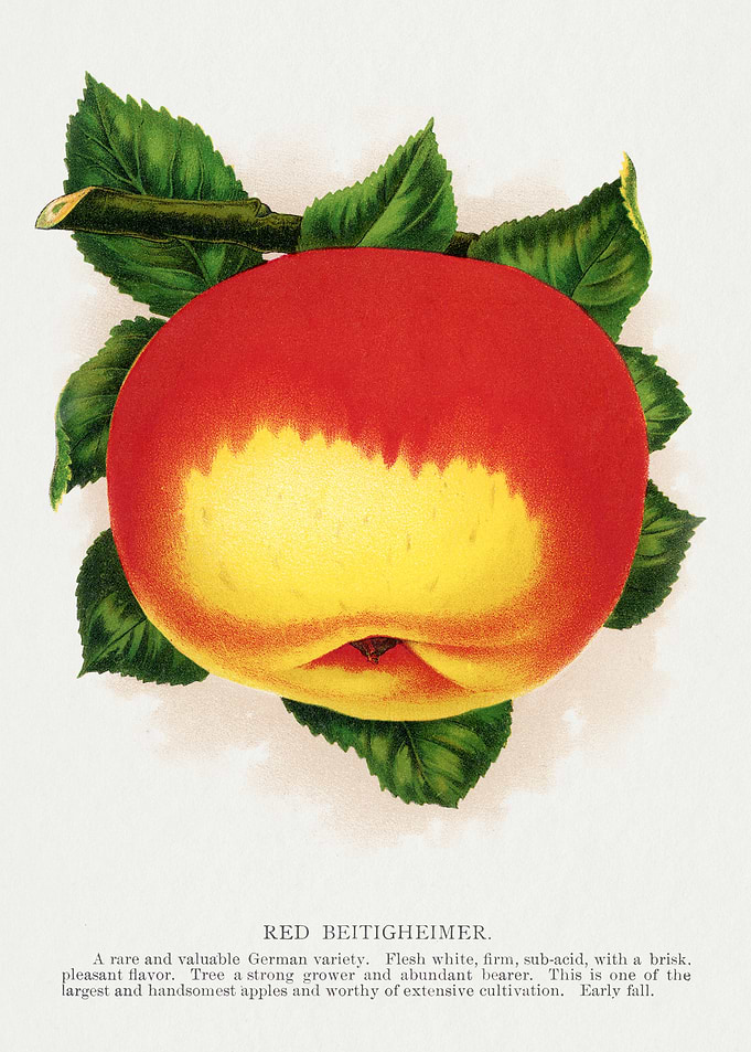 Red Beitigheimer Apple Illustration