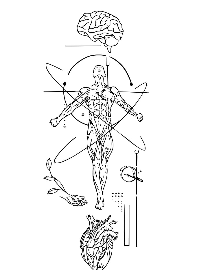 Anatomical and Geometric Human Body Illustration
