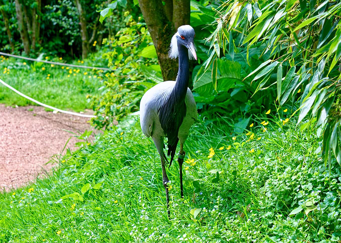 Demoiselle Crane in Greenery