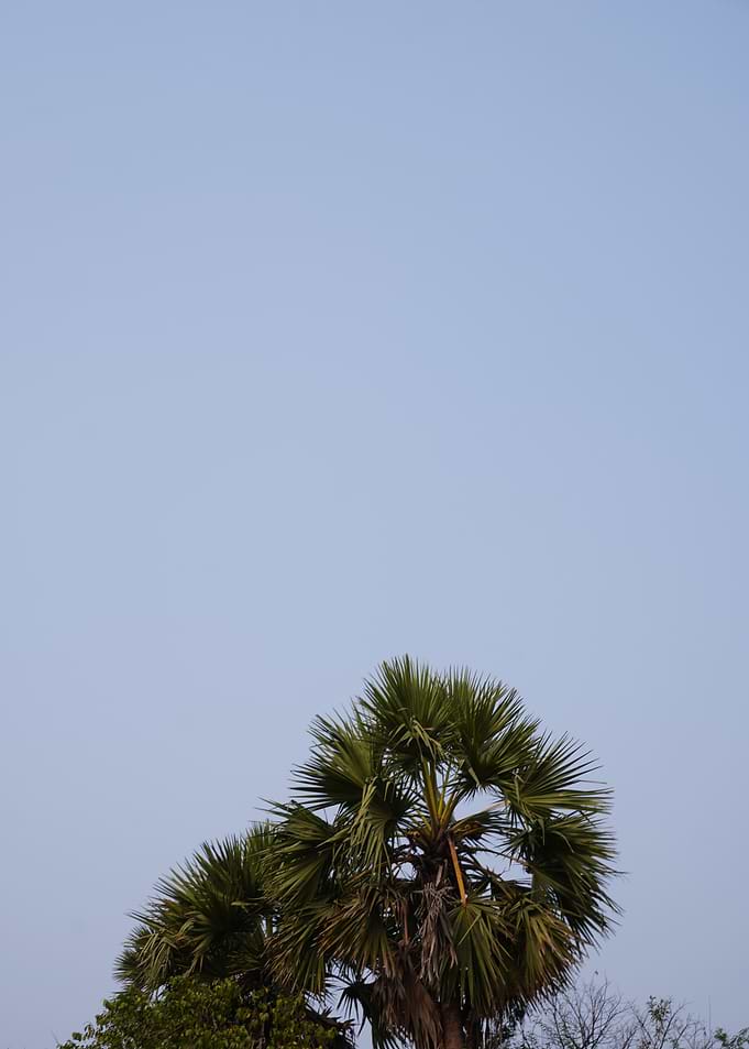 Two Palm Crowns Beneath an Endless Sky