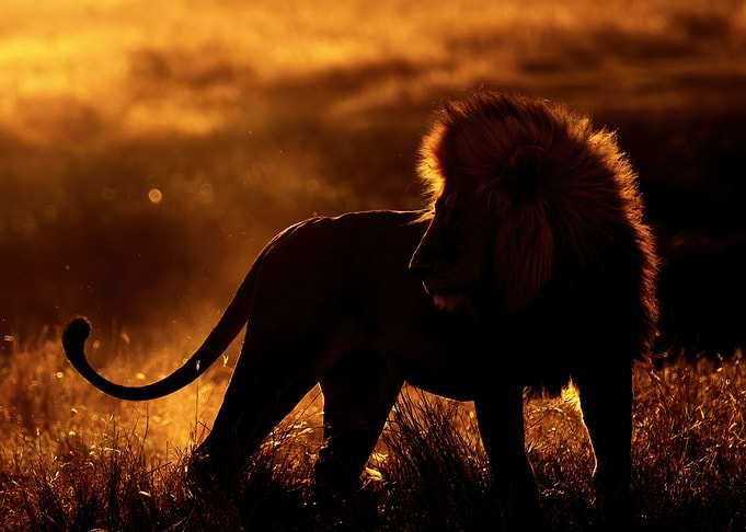 Lion silhouetted against golden sunset
