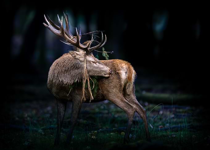 Majestic Stag Grooming in Dark Forest
