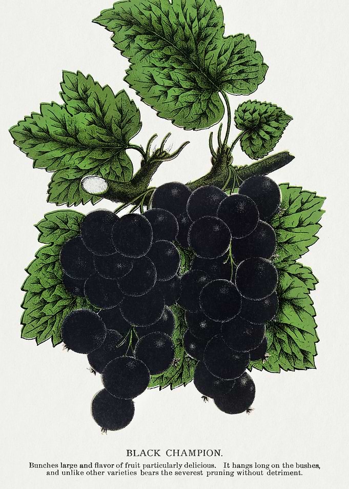 Black Champion Currants Illustration