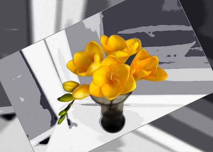 Yellow Freesia