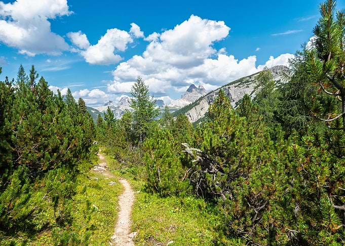 Mountain Trail Through Pine Forest - Val Popena