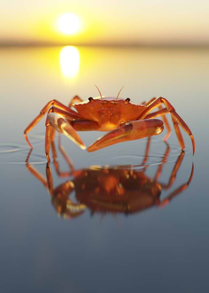 Crab reflecting in water at sunset
