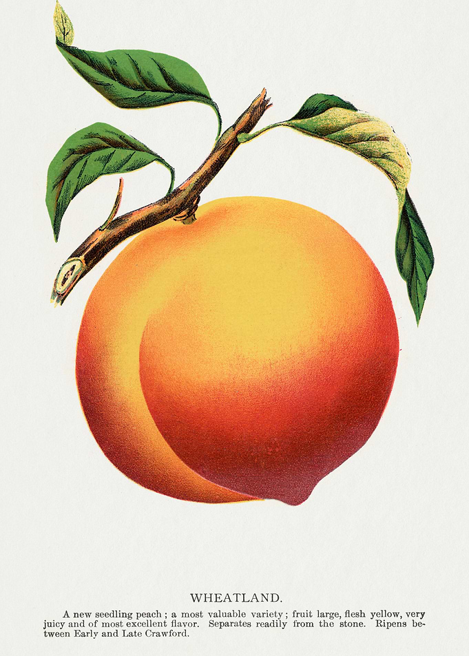 Vintage Wheatland Peach Illustration