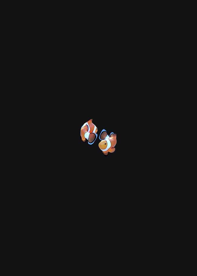 Two far Clownfish on Black Background