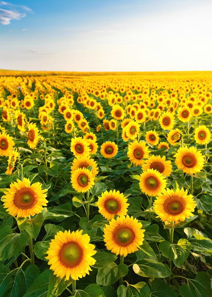 Vast Sunflower Field Under Blue Sky