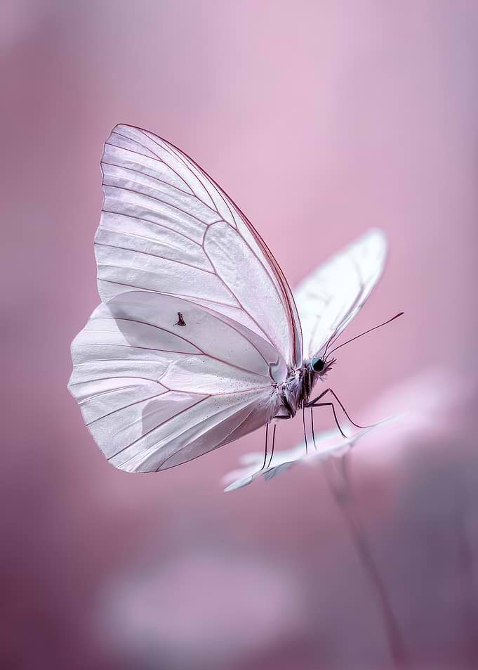 Delicate White Butterfly