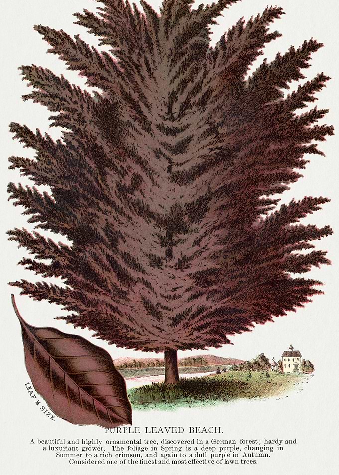 Purple Leaved Beach Tree Illustration