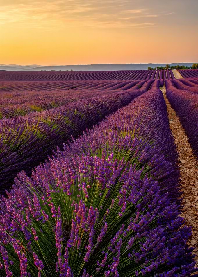Lavender Field at Sunset