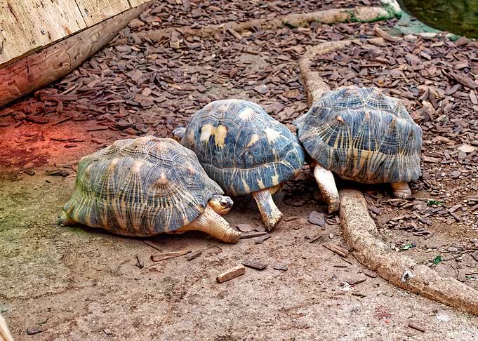 Three tortoises on the ground