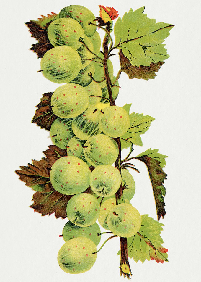 Vintage Gooseberry Branch Illustration