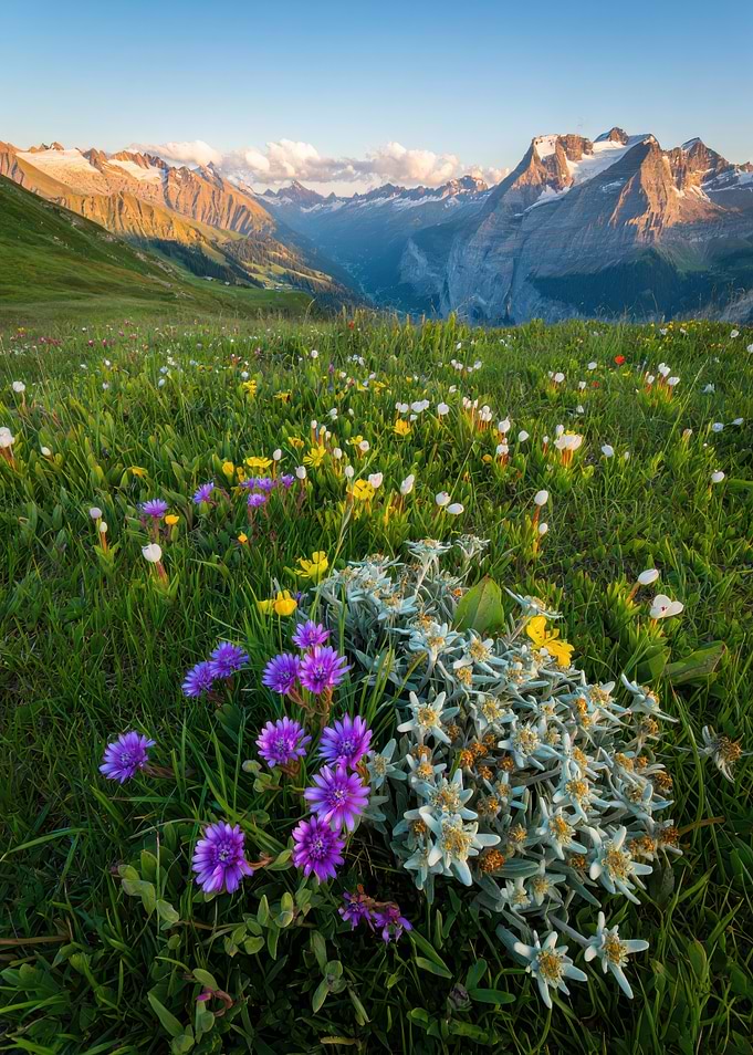 Alpine Meadow with Wildflowers and Mountains