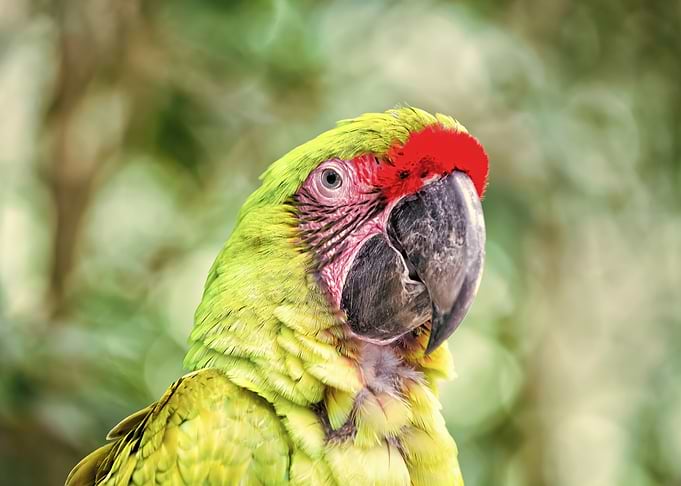 Close-up of a Great Green Macaw