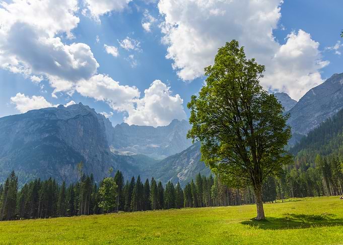 Lone tree in a mountain meadow - Valbona - Italy