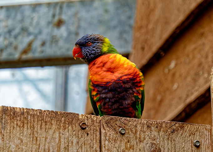 Colorful Rainbow Lorikeet on Wooden Fence