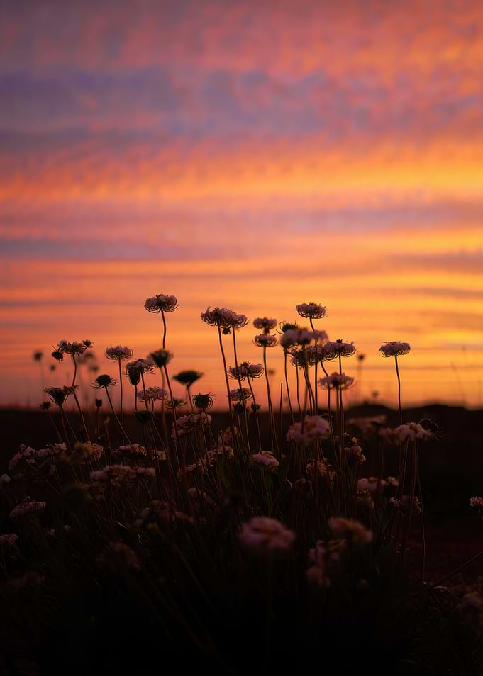 Wildflowers at Sunset