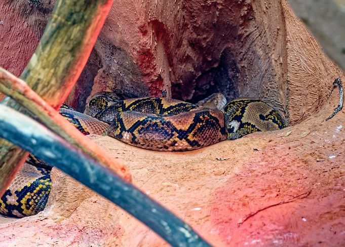 Python coiled in a rocky den
