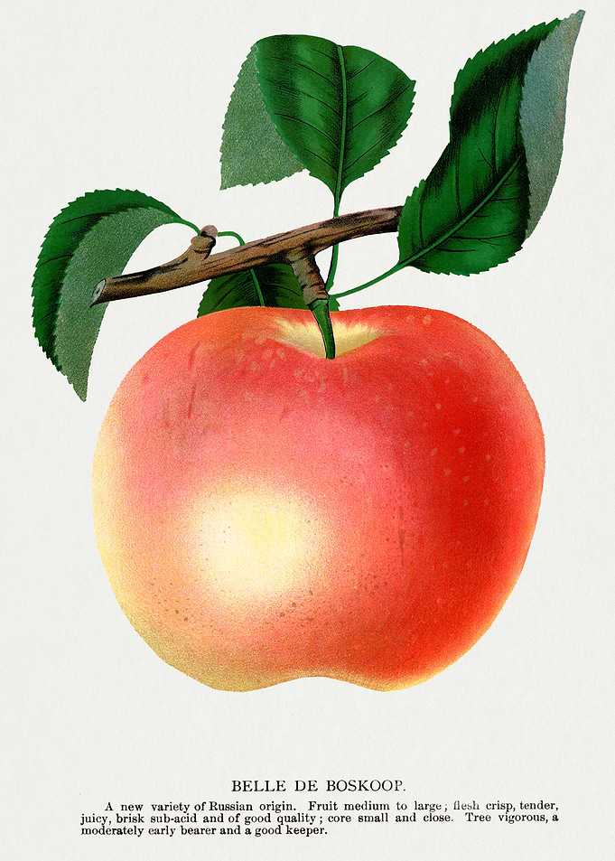 Belle de Boskoop Apple Illustration