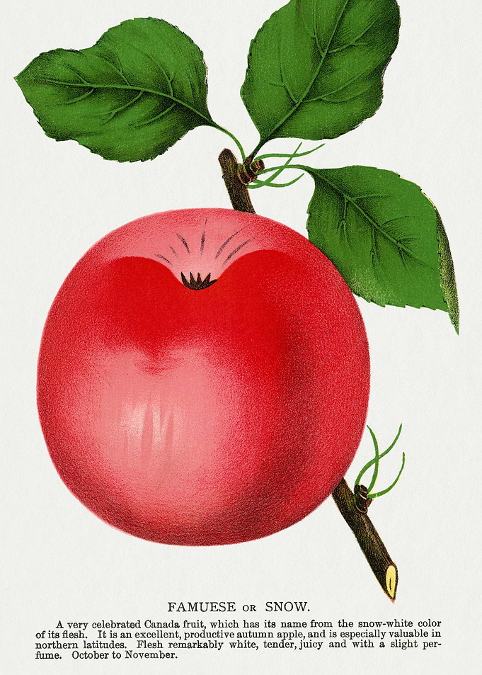 Vintage Apple Illustration