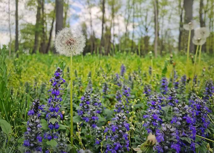 Dandelion and Purple Flowers in a Meadow
