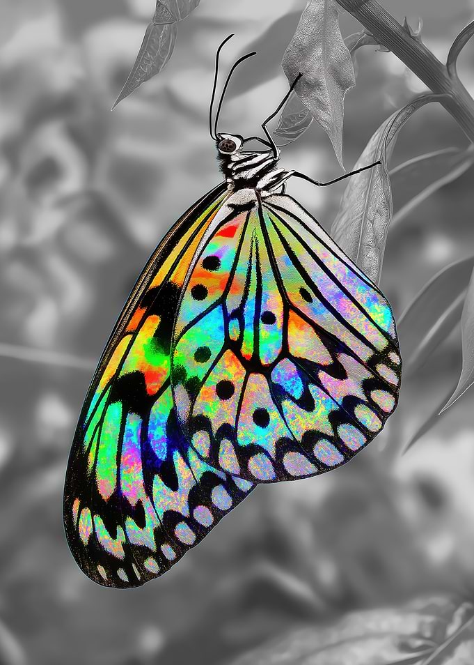 Iridescent Butterfly