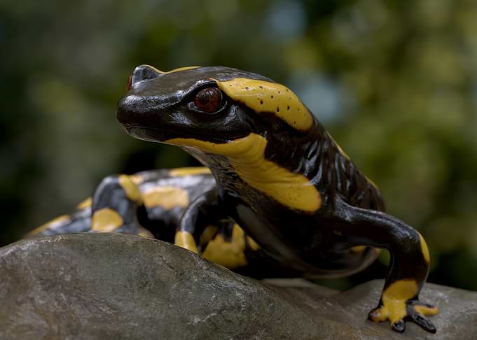 Fire Salamander on a Rock