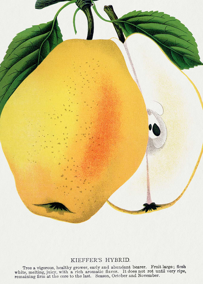 Kieffer's Hybrid Pear Illustration