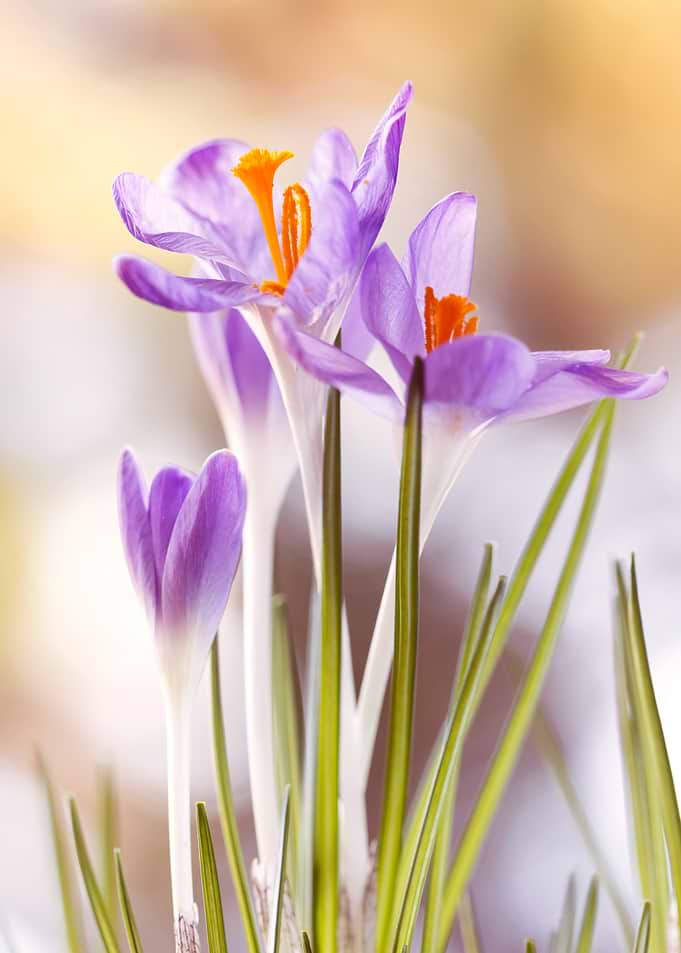 Purple Crocus Flowers in Bloom