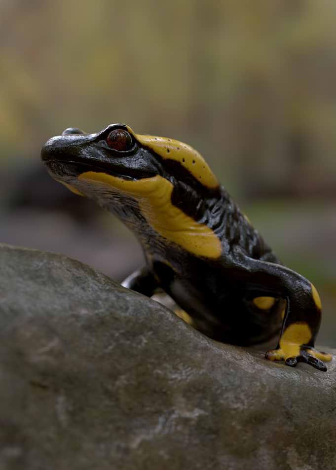 Fire Salamander on a Rock