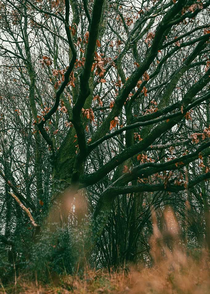 Bare Tree Branches in Autumn