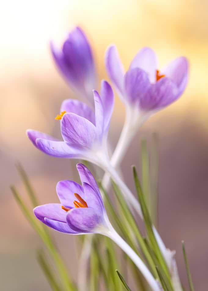 Purple Crocus Flowers in Soft Light