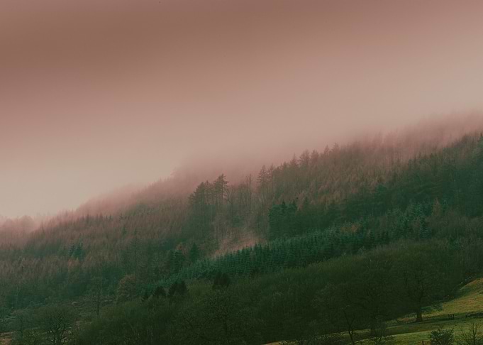 Misty Forest on a Hillside